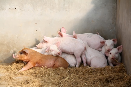piggy in a penの写真素材