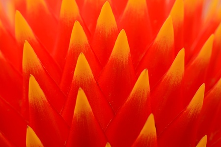 closeup of pineapple flowers, in a garden, looks very beautiful
