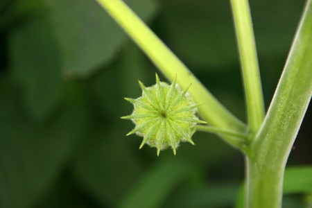 a kind of plant named abutilon, can be used as medicine, north china 