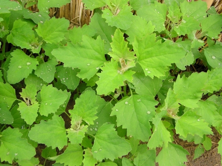 Wild plant in the natural, north china