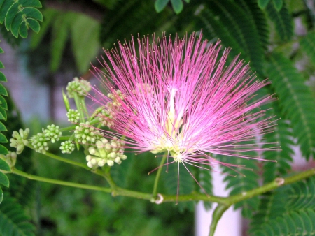 closeup of Ficus neriifolia flowers in a garden, chinaの写真素材