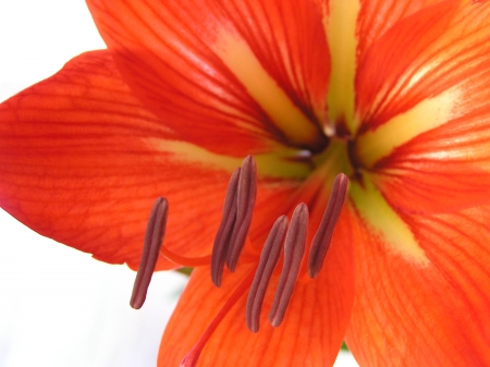 Amaryllis flower, closeup of photo in a garden, north chinaの写真素材