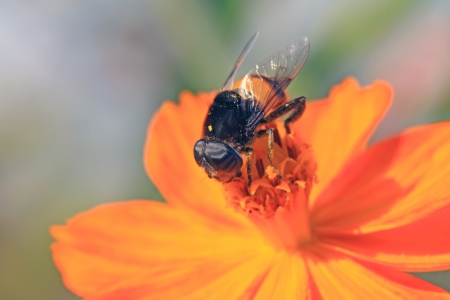 syrphidae gather nectar from flowers in the wildの写真素材