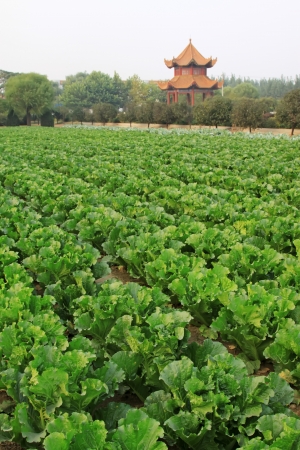 closeup of green chinese cabbage in the fields, north chinaの写真素材