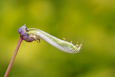 wisteria flowers bud in a garden in a green backgroundの写真素材
