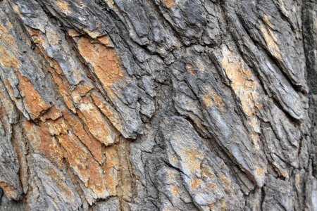 closeup of scholartree bark in china, looks very oldの写真素材