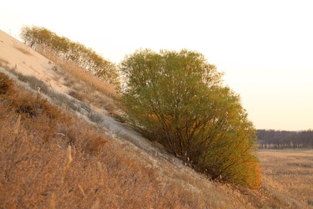 Common vegetation in the desert in nature, north chinaの写真素材