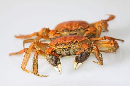 Cooked crab on white background, is a very delicious foodの写真素材