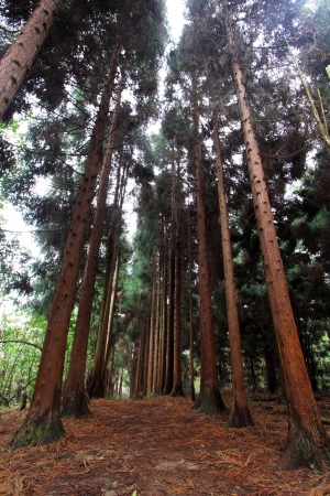 forest landscape in Zhangjiajie scenic area, Hunan, Chinaの写真素材