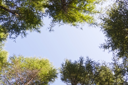 closeup of tree crown in the wildの写真素材