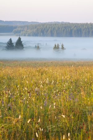 grassland and woods in fog in the morning, Chengde, Hebei Province, north chinaの写真素材