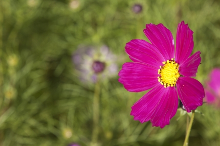 weed flowers in a garden, take photos in the natural wild state の写真素材