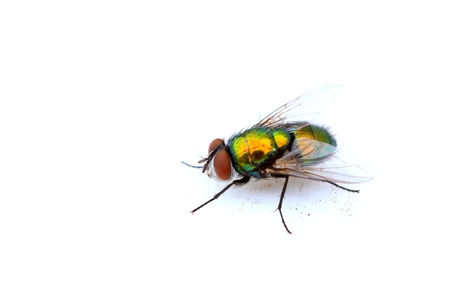 a kind of insects red headed fly
