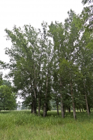 closeup of picture, lawn and trees in a park, north china