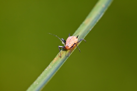 many aphids gathered on the green plant leaf, in the wild の写真素材