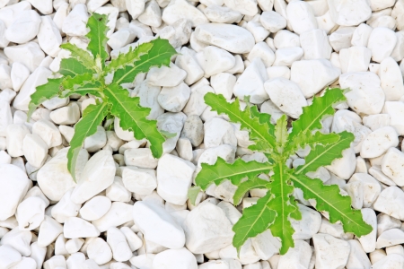 weeds in White stones in the wild, closeup of picturesの写真素材