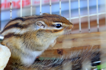 squirrel in the cage for sale, in a small animal market, north chinaの写真素材