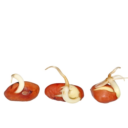 closeup of bean sprouts in white background.の写真素材