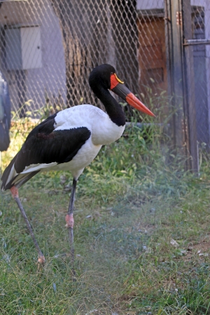 closeup of Saddle Bill Stork in a zooの写真素材