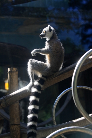 Ring tailed Lemur in the zooの写真素材