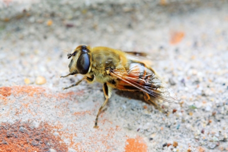 a kind of insects named syrphidae