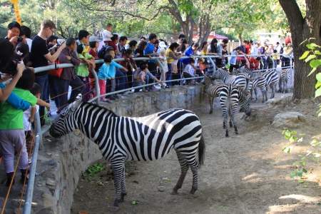 Lovely zebra in beijing zoo, north china のeditorial素材