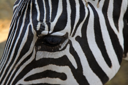 Lovely zebra in beijing zoo, north china の写真素材