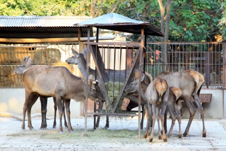 red deer in the Beijing zoo, chinaの写真素材