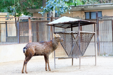 lovely Sika in the Beijing zoo, chinaの写真素材