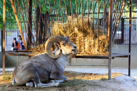 lovely Argali in the Beijing zoo, chinaの写真素材