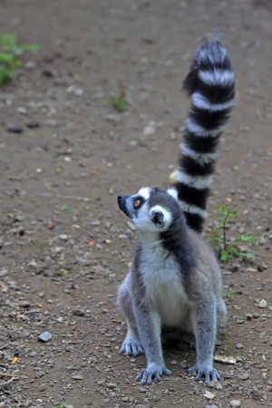 Ring tailed Lemur in the Beijing zoo, chinaの写真素材