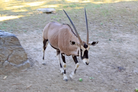 South African Oryx in the Beijing zoo, chinaの写真素材