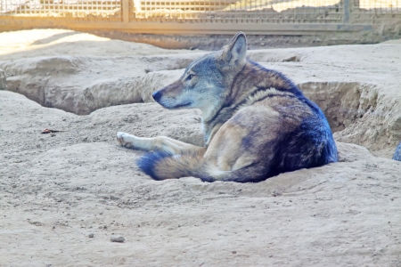 wolf in the Beijing zoo indoors, chinaの写真素材
