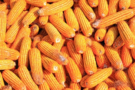 piles of corn bonzi material, closeup of photoの写真素材