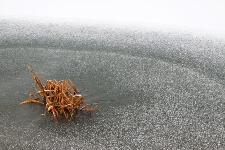 cattail in the snow in a river, winter, chinaの写真素材