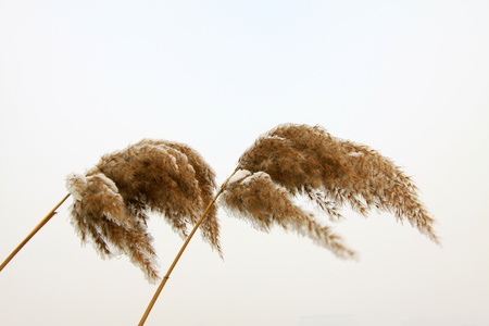 reed in the snow, in winterの写真素材