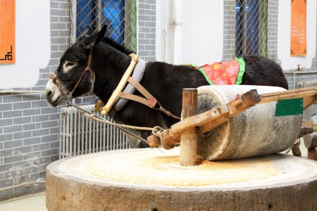 donkeys were pulling the buhr mill working on a farm, Chinaの写真素材