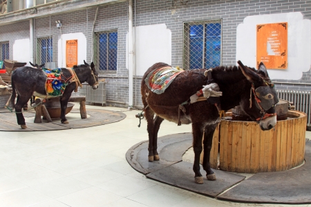 donkeys were pulling the buhr mill working on a farm, Chinaのeditorial素材