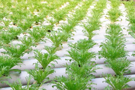 Sonchus soilless cultivation in a plantation, Qinhuangdao, Chinaの写真素材