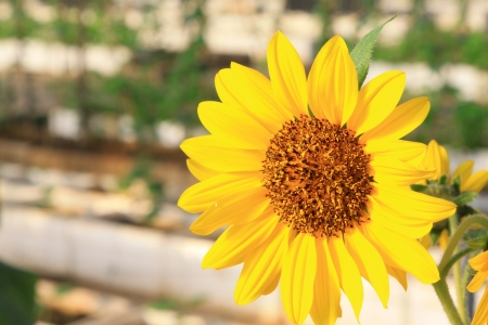 closeup of sunflower in a plantation, north china