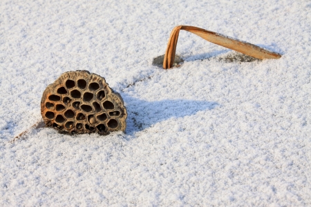 withered lotus stalk in the snow, in winterの写真素材