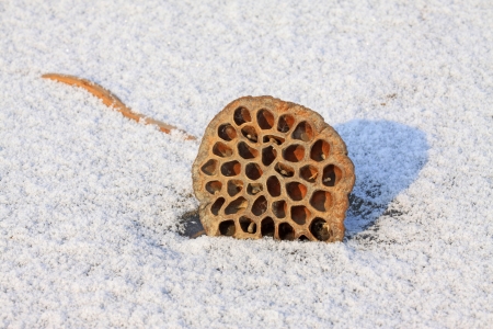 withered lotus stalk in the snow, in winterの写真素材