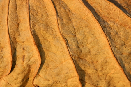 withered lotus stalk in the snow, in winterの写真素材