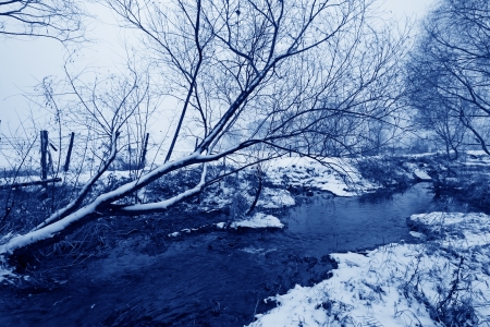 withered tree landscape in the snow, in a water park, North Chinaの写真素材