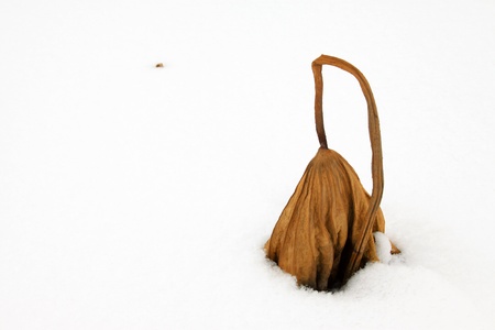 withered lotus stalk in the snow, in winterの写真素材
