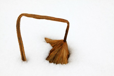 withered lotus stalk in the snow, in winterの写真素材
