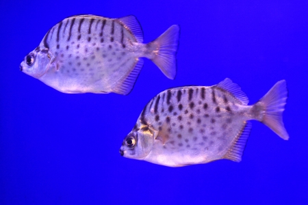 Tropical fish on a blue, in a aquarium
