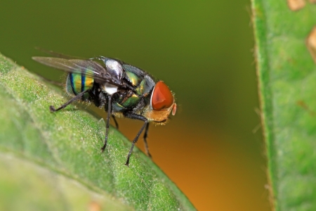red headed flies on a green leaf in the natural wild state 