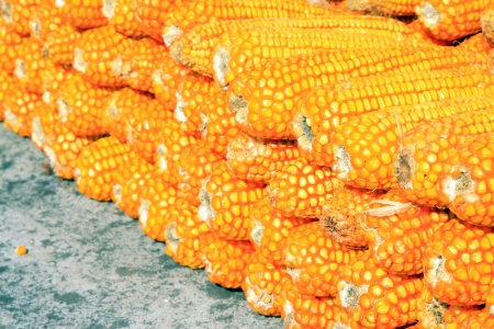 piles of corn bonzi material, closeup of photoの写真素材