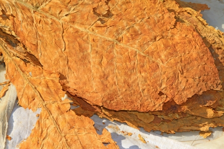 closeup of photo, dry tobacco leaves in the market, north chinaの写真素材